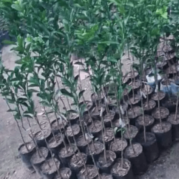 Plantas de limón
