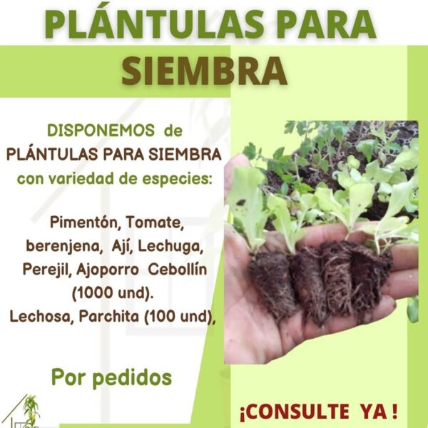 PLÁNTULAS PARA TRASPLANTE