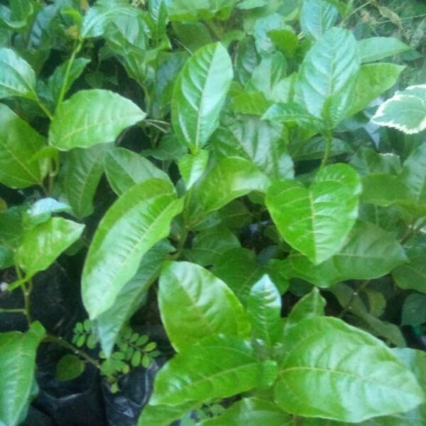 PLANTAS DE PRCHITA (35cm A 1,20m)